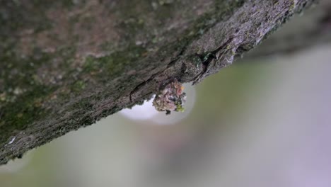 una larva de encaje cubierta de líquenes para camuflarse contra sus depredadores y presas