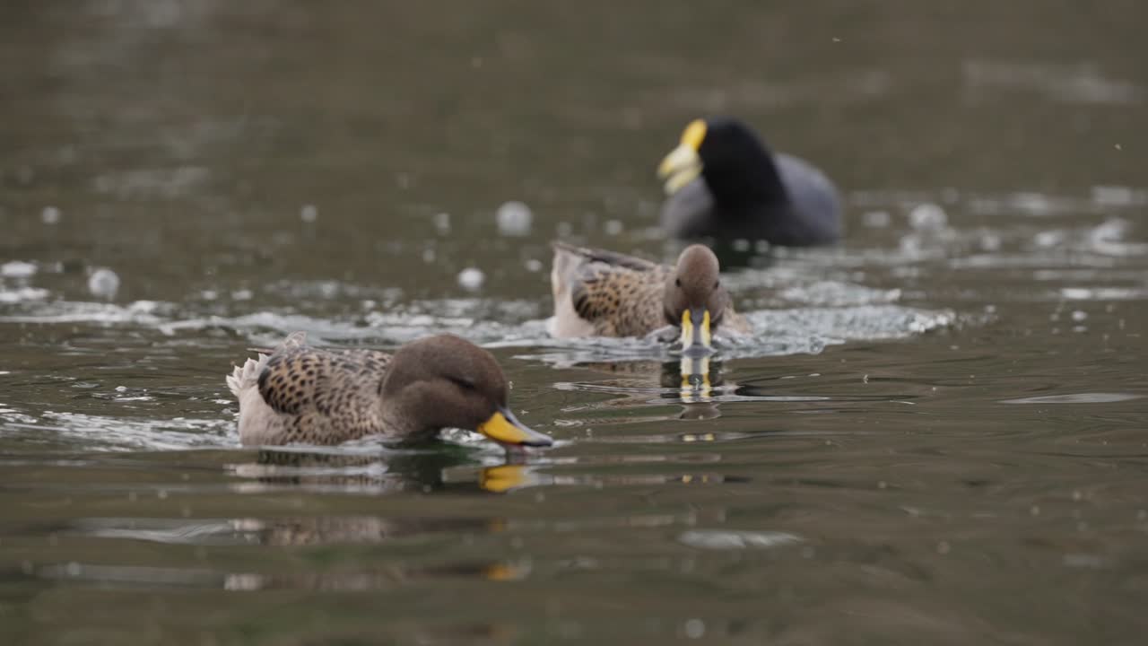 Couple of Anas Flavirostris hunting in wild lake, looking for food underwater,close up shot