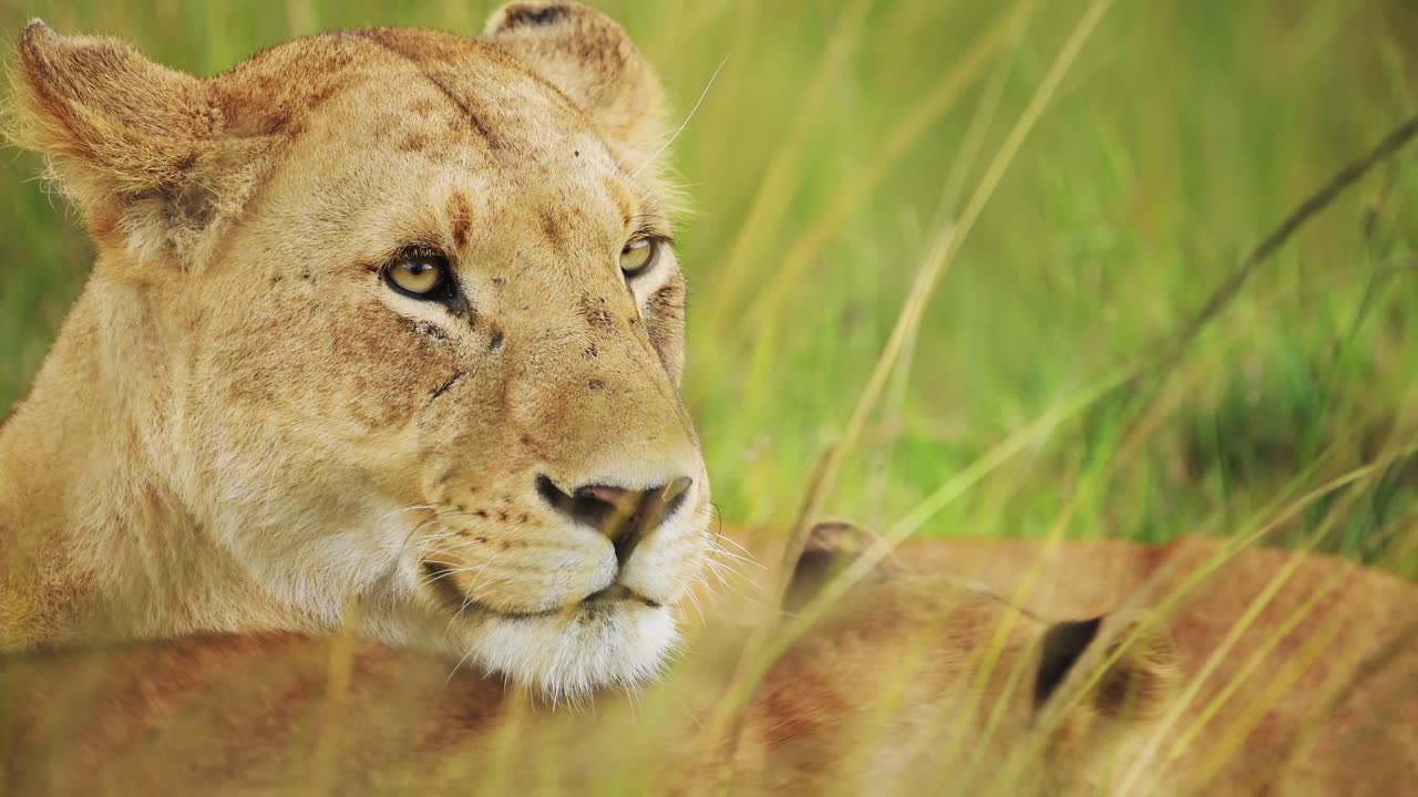 Slow Motion of Lioness Close Up Portrait, Female Lion Face Detail, African Wildlife Safari Animal in Maasai Mara National Reserve in Kenya, Africa, Long Savanna Grass Scenery in Masai Mara