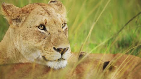 Slow-Motion-of-Lioness-Close-Up-Portrait,-Female-Lion-Face-Detail,-African-Wildlife-Safari-Animal-in-Maasai-Mara-National-Reserve-in-Kenya,-Africa,-Long-Savanna-Grass-Scenery-in-Masai-Mara