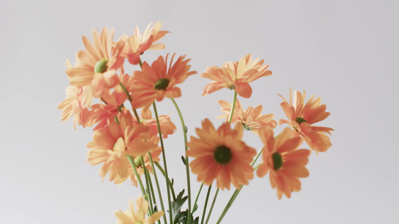 색 배경에 복사 공간과 함께 오렌지 꽃의 비디오