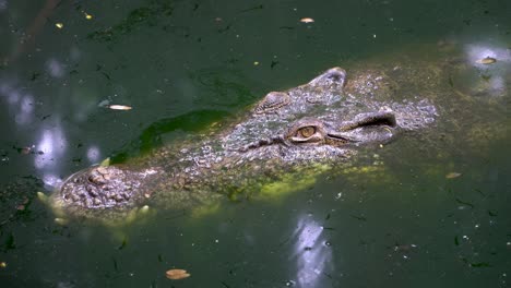 close up large crocodile head on surface of water, motionless stare with large teeth