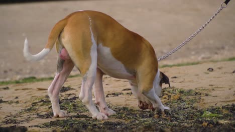 american staffordshire brown and white color on a metal lead actively sniffing seaweed on the beach