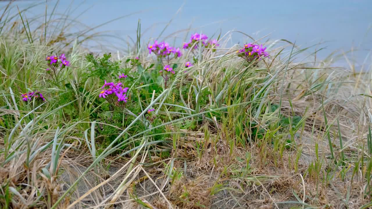 Pink purple wild flowers in sand dune moving in windy weather conditions of coastal landscape Wellington, New Zealand Aotearoa