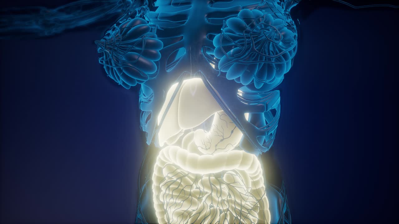 cuerpo humano con sistema digestivo visible