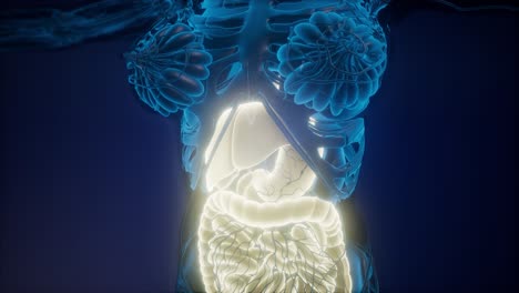 Human-Body-with-Visible-Digestive-System