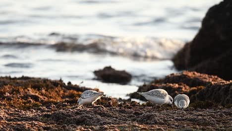 Sanderlings-Picoteando-Arena-Cerca-Del-Mar