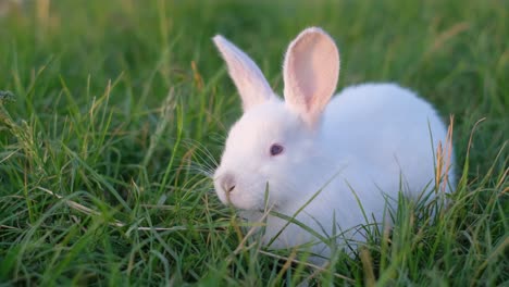 a fluffy white rabbit sits on a meadow and eats green grass