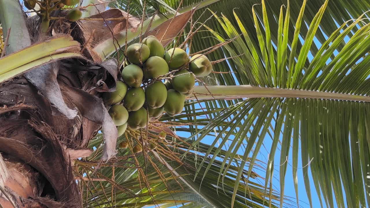 Low-angle orbiting shot around a cluster of green coconuts beneath palm fronds, sunlit leaves radiating against blue sky as camera circles emphasizing tropical growth