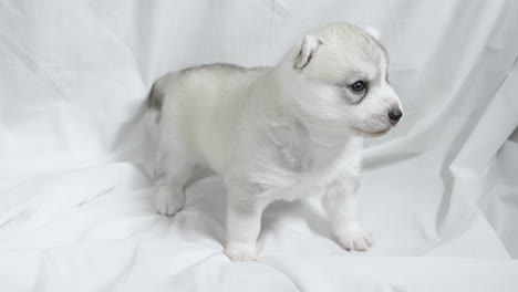 cute newborn husky puppy standing on white sheet