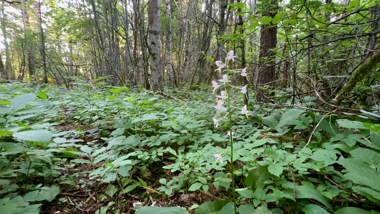 Platanthera chlorantha (orchidea farfalla maggiore) in una foresta a Saaremaa, Estonia.