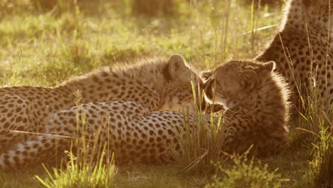 Madre-Y-Cachorro-De-Guepardo,-Cachorro-Con-Mamá-Lamiendo,-Limpiando,-Arreglando-Y-Cuidando-A-Un-Joven-En-áfrica,-Animales-Africanos-De-Safari-De-Vida-Silvestre-En-Masai-Mara,-Kenia-En-Maasai-Mara