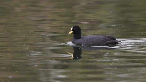 a red gartered coot, fulica armillata swim across the lake, creating ripples in its wake on a tranquil water environment, wildlife close up tracking shot