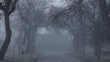 pan down on foggy street in early spring