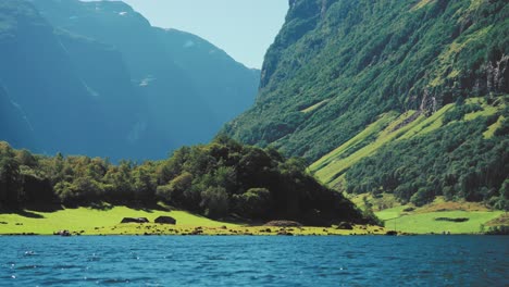 steep forest-covered mountains tower above the naeroy fjord