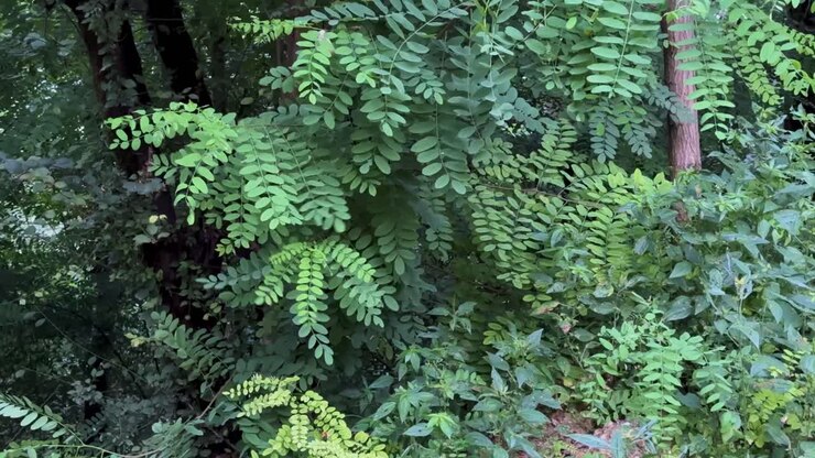 Primo piano del fogliame degli alberi che si muove incessantemente al vento in una foresta. La splendida attrazione naturale della foresta Ircana, in Iran (Gilan), con la sua campagna, i villaggi rurali e la vita della gente del posto, tra foglie verdi.
