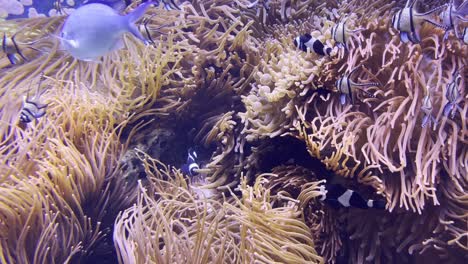 Hermoso-Arrecife-De-Coral-Con-Varios-Peces-De-Colores-Y-Plantas-Raras