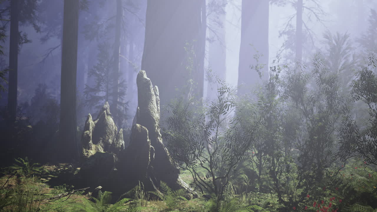 Morning misty forest with large trees and rocky formations