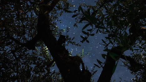 Starry-night-sky-timelapse-view-through-opening-in-foliage-of-olive-tree