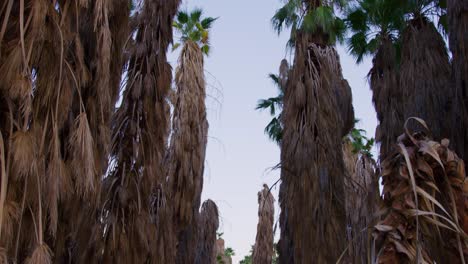 pan down shot of a forest of tall palm trees with dead leaves hanging off all planted in perfect rows