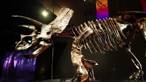 exposición del esqueleto de triceratops con un fondo colorido