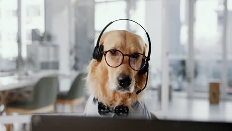 golden retriever working in customer service