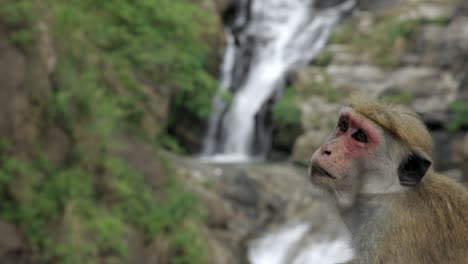 close up shot of monkey starring at attractive ravana waterfall landscape, ella sri lanka