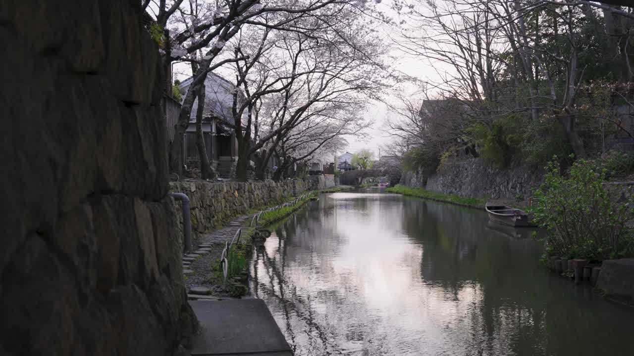 봄의 오미하치만 해자, 평화로운 고대 수로 위에 피는 벚꽃