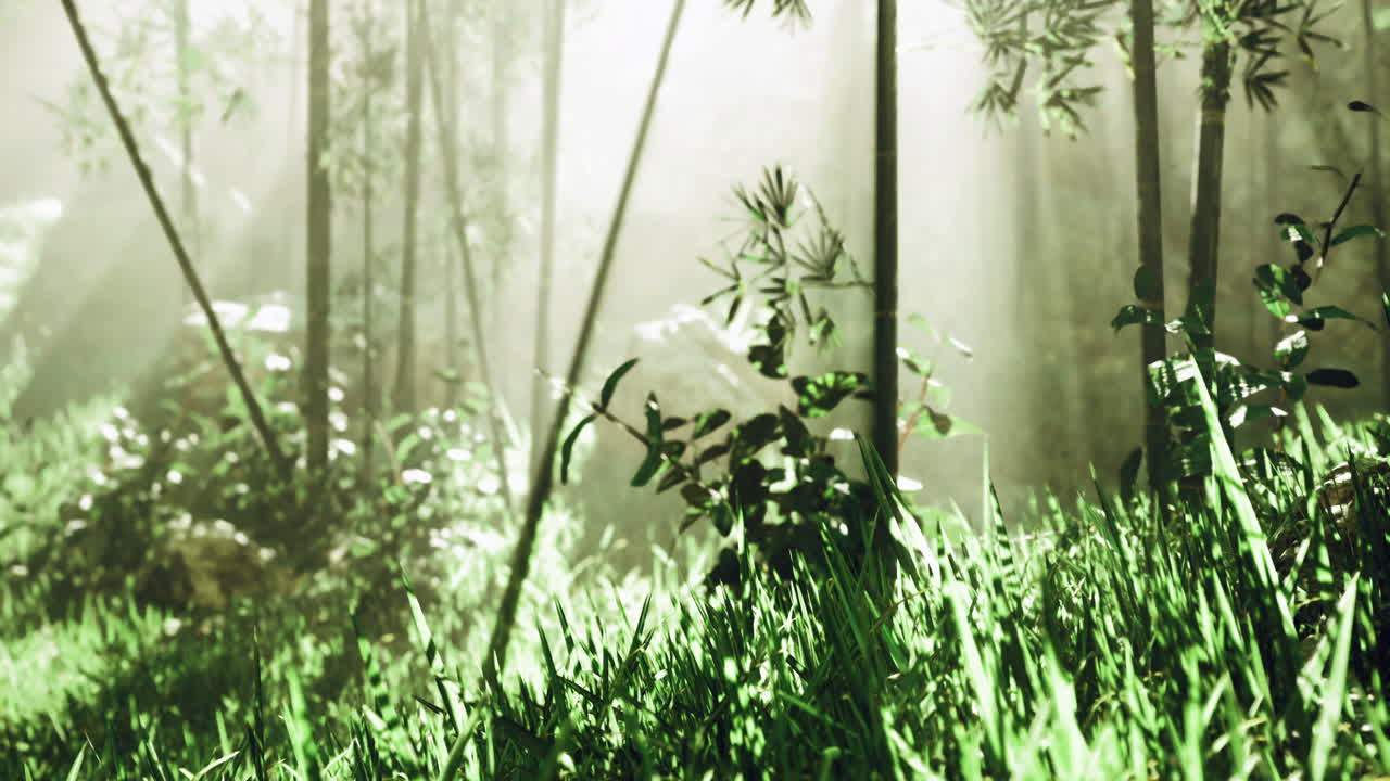 Morning sunlight filters through a lush green forest full of plants