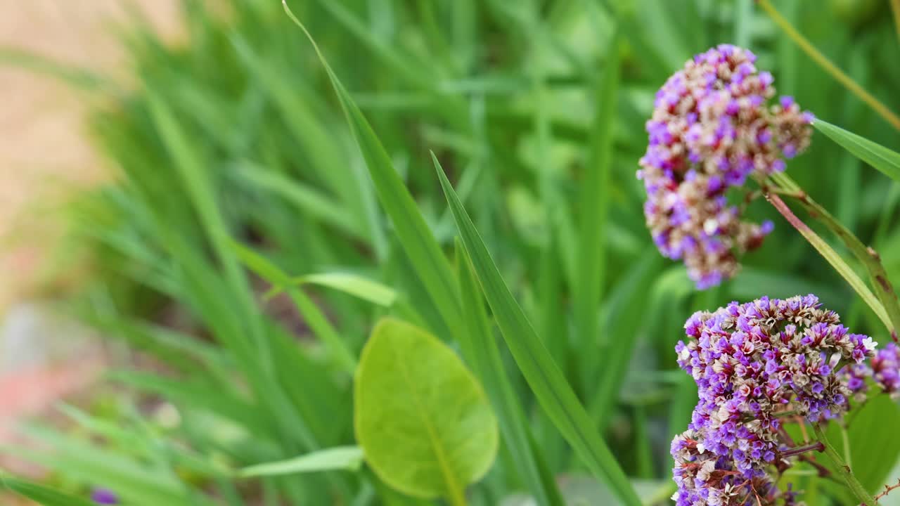 Vibrant Limonium perez flowers sway gently in a lush Melbourne garden, captured in natural daylight with a steady camera