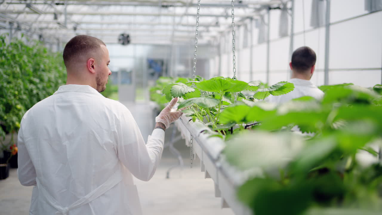Three laboratory technicians in white coats working with wild strawberry grown with the Hydroponic method in a greenhouse