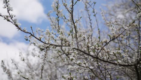 Closeup-shot-of-a-tree-branch-with-white-cherry-blossom,-bright-blue-sky-day