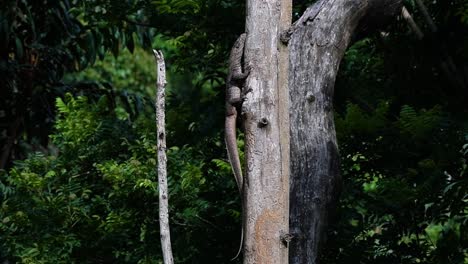 El-Lagarto-Monitor-Nublado-Se-Encuentra-En-Tailandia-Y-Otros-Países-De-Asia