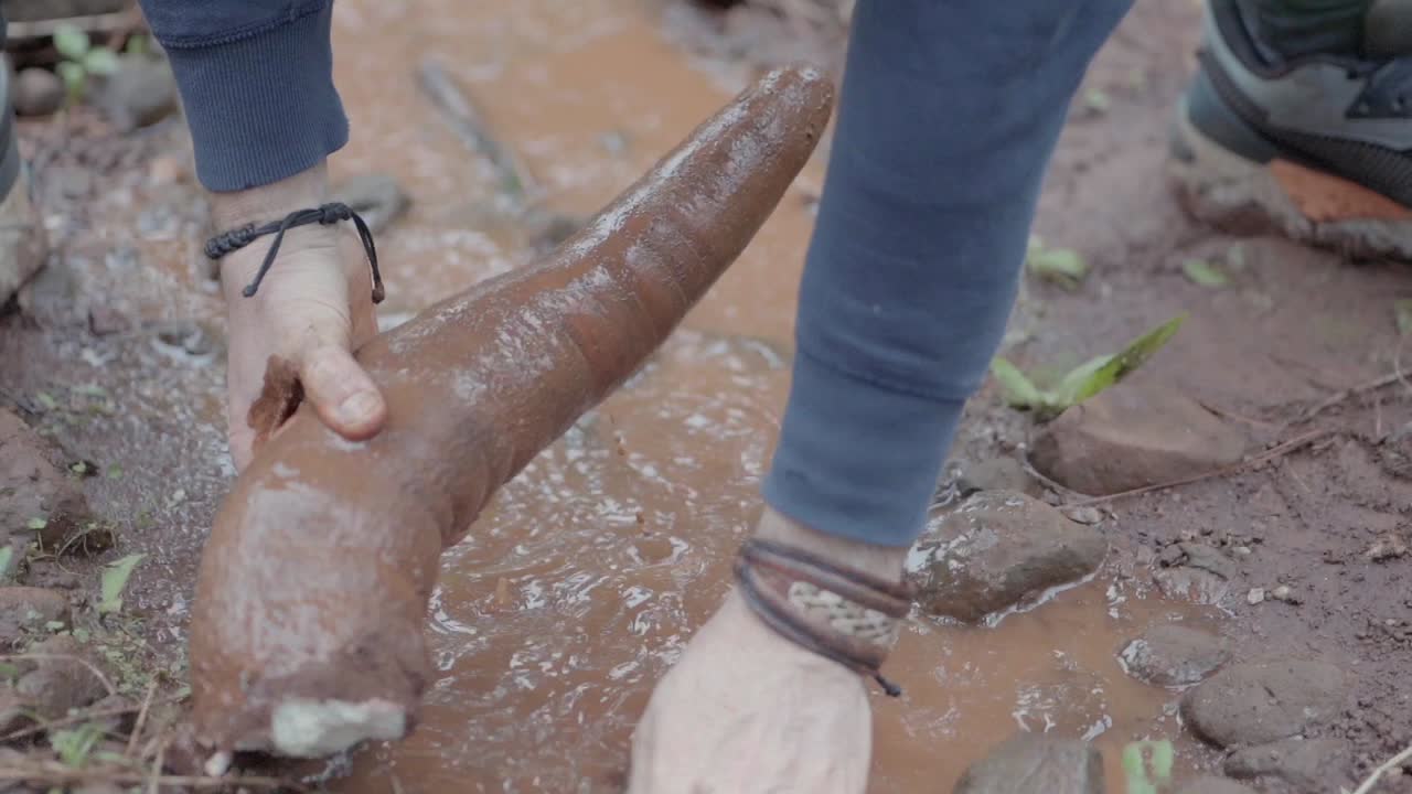 카사바를 고 수확 직후 쌓인 을 제거합니다.