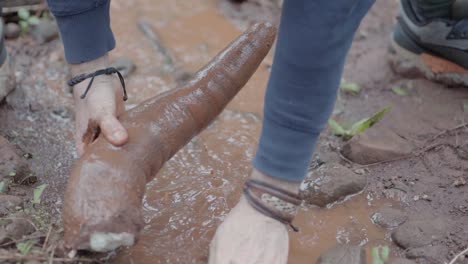 washing cassava and removing accumulated soil right after harvest