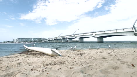 paradise point beach bridge on windy day