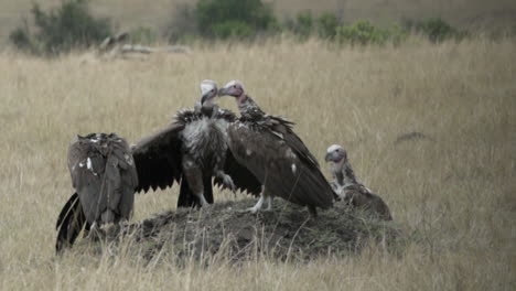Slow-motion-shot-of-lappet-faced-vulture-spreading-his-wing-as-a-threatening-gesture-to-his-competitors-for-food,-medium-long-shot-in-dry-savannah