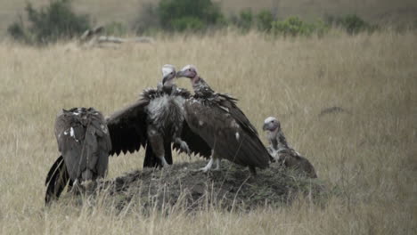 slow motion shot of lappet-faced vulture spreading his wing as a threatening gesture to his competitors for food, medium long shot in dry savannah