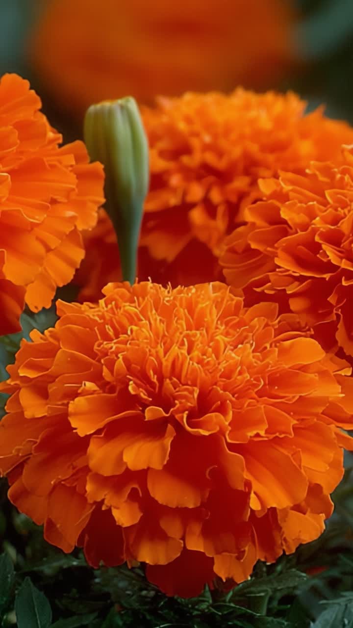 Flores de Calêndula Laranja Vibrantes: Uma Vista de Perto das Brilhantes Exibições Florais da Natureza com Folhagem Exuberante Realçando Sua Beleza e Radiância