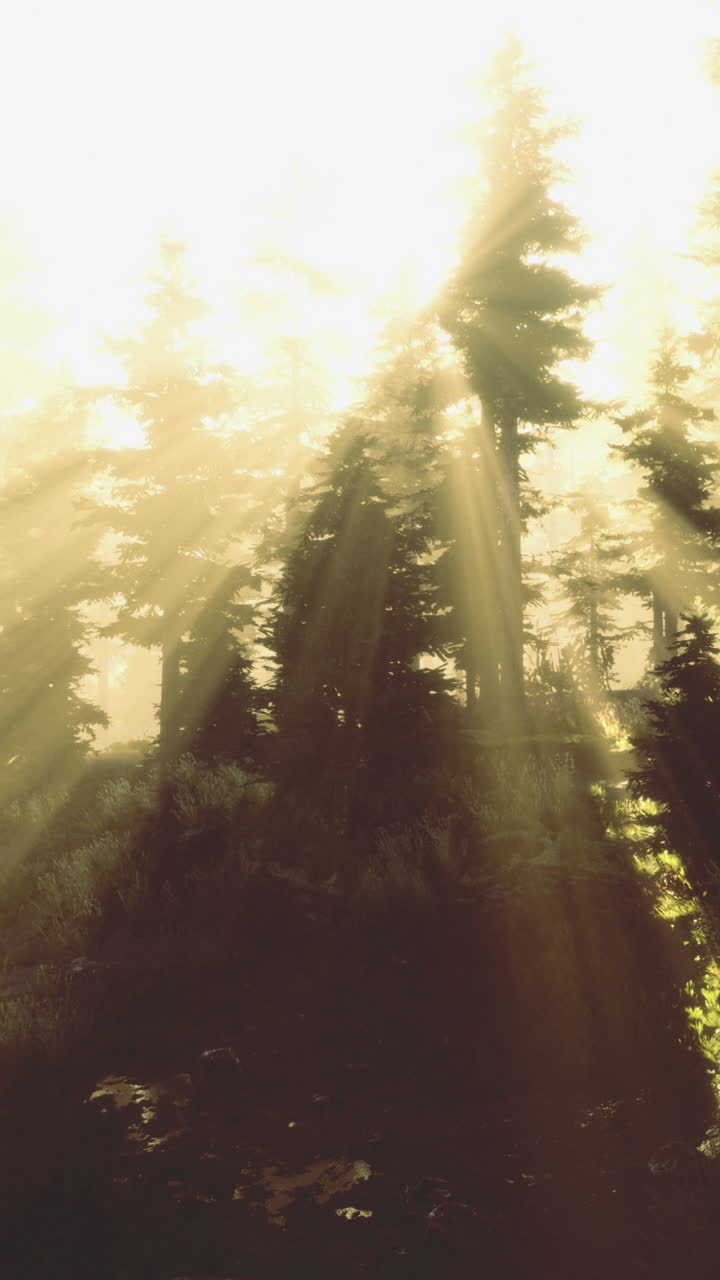 Golden sunlight filters through towering trees creating striking shadows