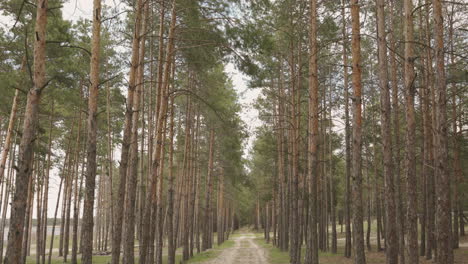 entering through a tree lined path in the forest