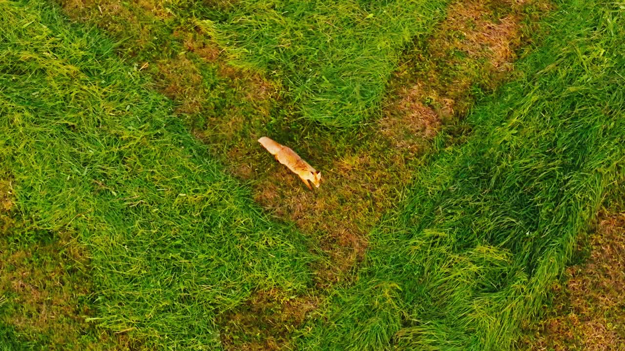Fox stares directly into drone camera in open countryside during sunrise, Latvia
