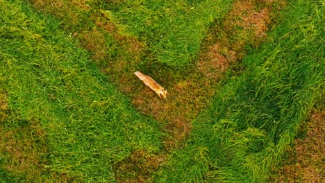 fox stares directly into drone camera in open countryside during sunrise, latvia