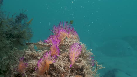 a close-up underwater video showing a mass gathering of vibrant pink and purple sea creatures called nudibranchs attached to a piece of seaweed swaying in the ocean current