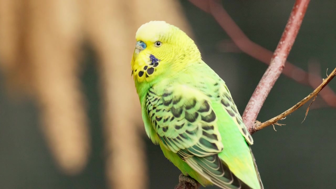 Gros plan d'une perruche ondulée verte et jaune perchée sur une branche. Plumes vibrantes, arrière-plan flou – idéal pour les vidéos d'animaux de compagnie, de nature et d'oiseaux.