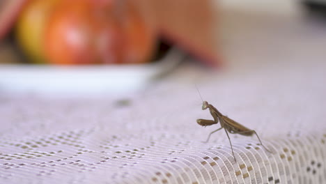 praying mantis resting over table being disturbed by human hands trying to touch his antenna - close up