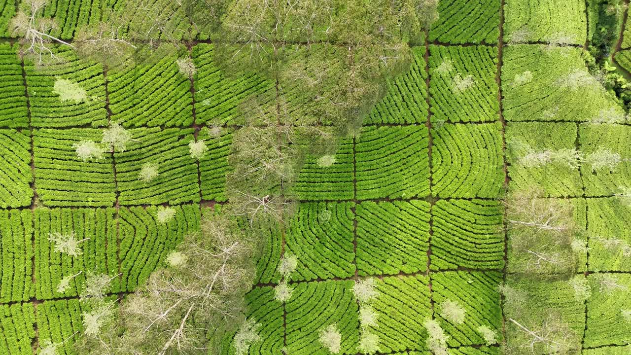 Drone video capturing the symmetry and beauty of tea gardens from above. The aerial perspective showcases the harmony of agriculture and nature. Bedakah Tea Plantation, Indonesia