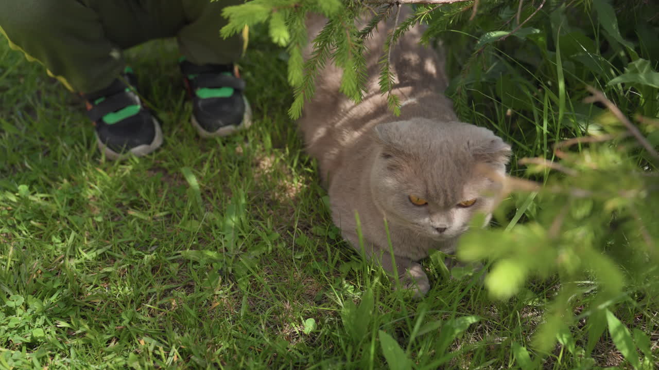 Young Child Caresses Peaceful Feline, Young Child Softly Strokes Cozy Cat Beneath Bright Sunlight And Trees, Little Child Gently Strokes Calm Feline Resting Under Vibrant Shade Of Trees
