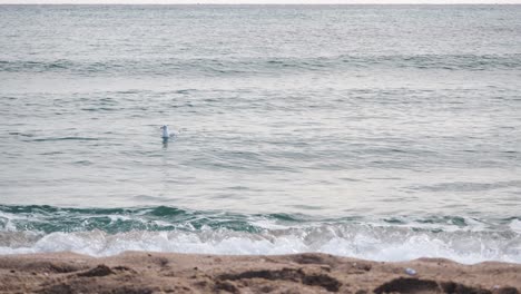 Gaviotas-Flotando-En-La-Superficie-Del-Agua-Del-Mar