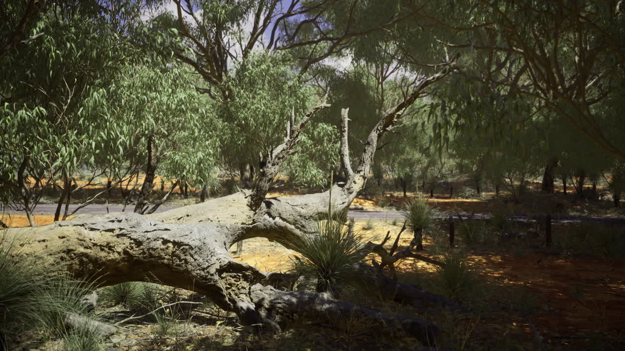 Dry tree trunk lies among green foliage in an australian outback landscape